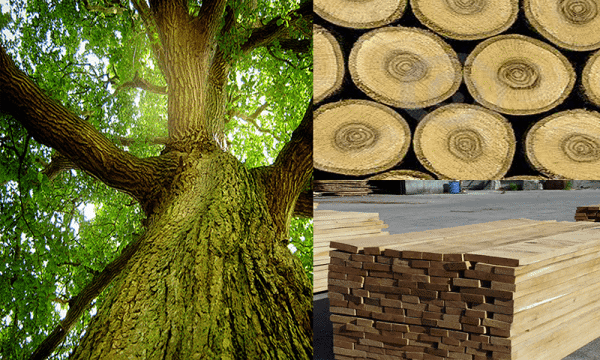 Từ trái qua phải, cây sồi trong tự nhiên, thân gỗ sồi, gỗ sồi xẻ nguyên liệu