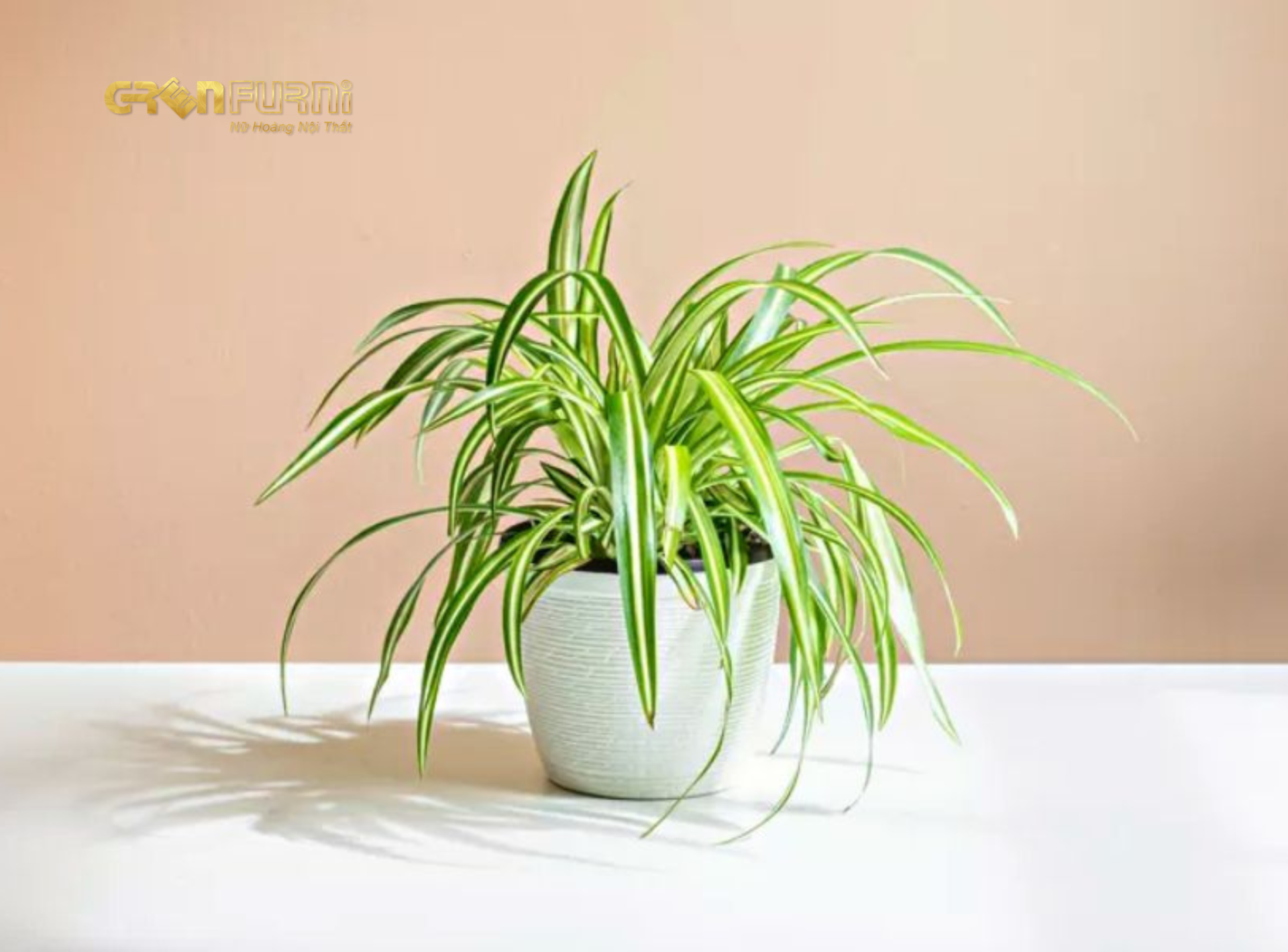 Biến Phòng Ngủ Thành Ốc Đảo Xanh Mát - Lựa Chọn Cây Phong Thủy Phù Hợp 3 14
