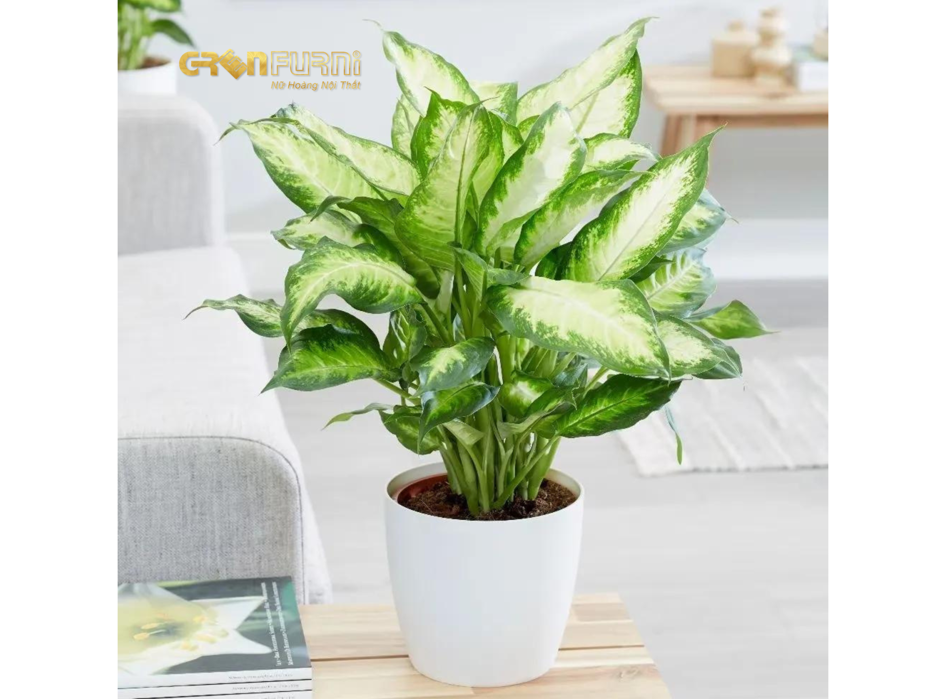 Biến Phòng Ngủ Thành Ốc Đảo Xanh Mát - Lựa Chọn Cây Phong Thủy Phù Hợp 4 15