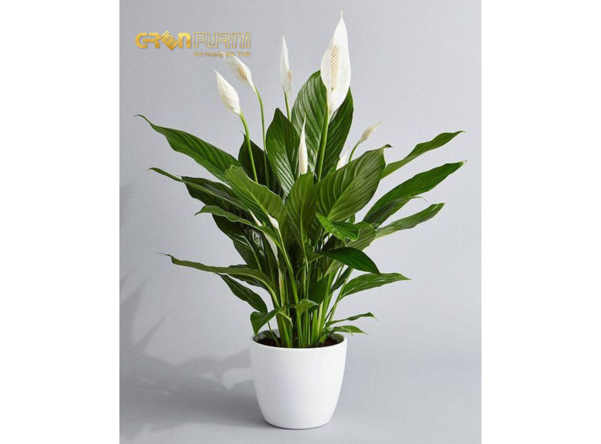 Biến Phòng Ngủ Thành Ốc Đảo Xanh Mát - Lựa Chọn Cây Phong Thủy Phù Hợp 5 16
