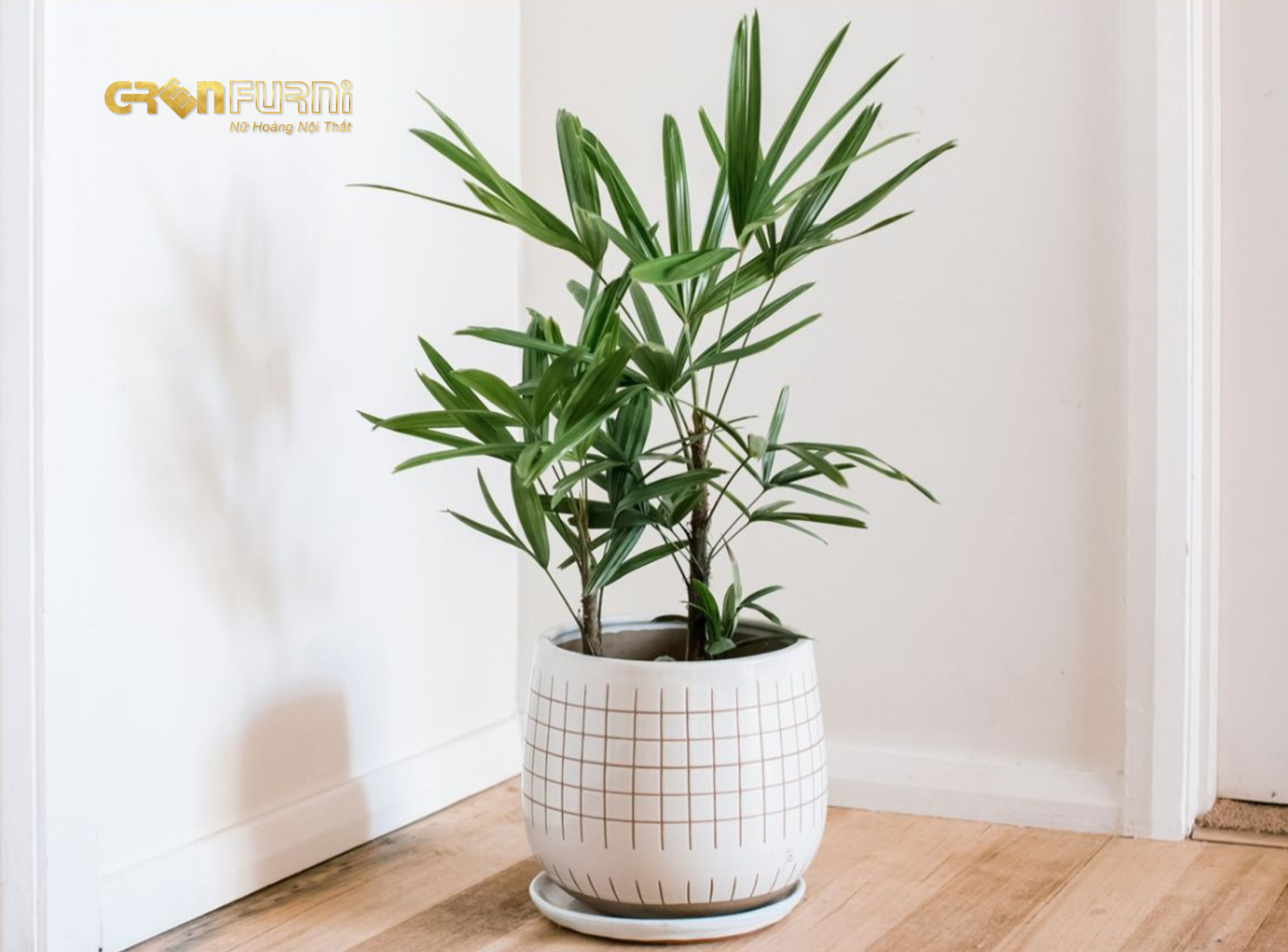 Biến Phòng Ngủ Thành Ốc Đảo Xanh Mát - Lựa Chọn Cây Phong Thủy Phù Hợp 7 18
