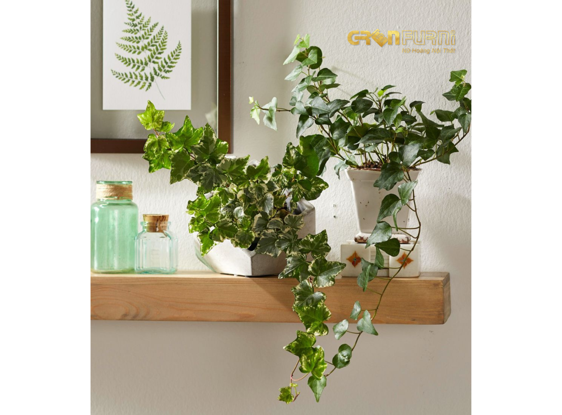 Biến Phòng Ngủ Thành Ốc Đảo Xanh Mát - Lựa Chọn Cây Phong Thủy Phù Hợp 9 20