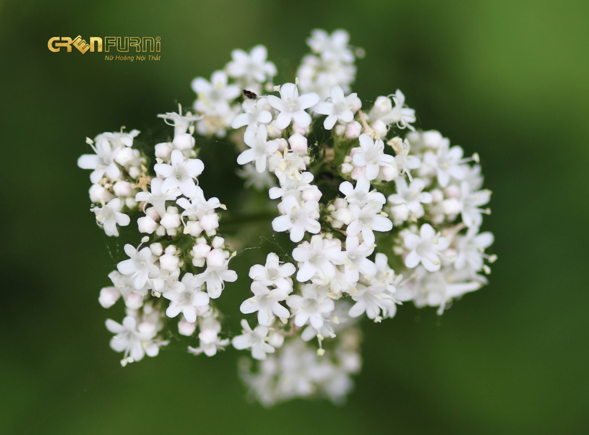 Biến Phòng Ngủ Thành Ốc Đảo Xanh Mát - Lựa Chọn Cây Phong Thủy Phù Hợp 15 26