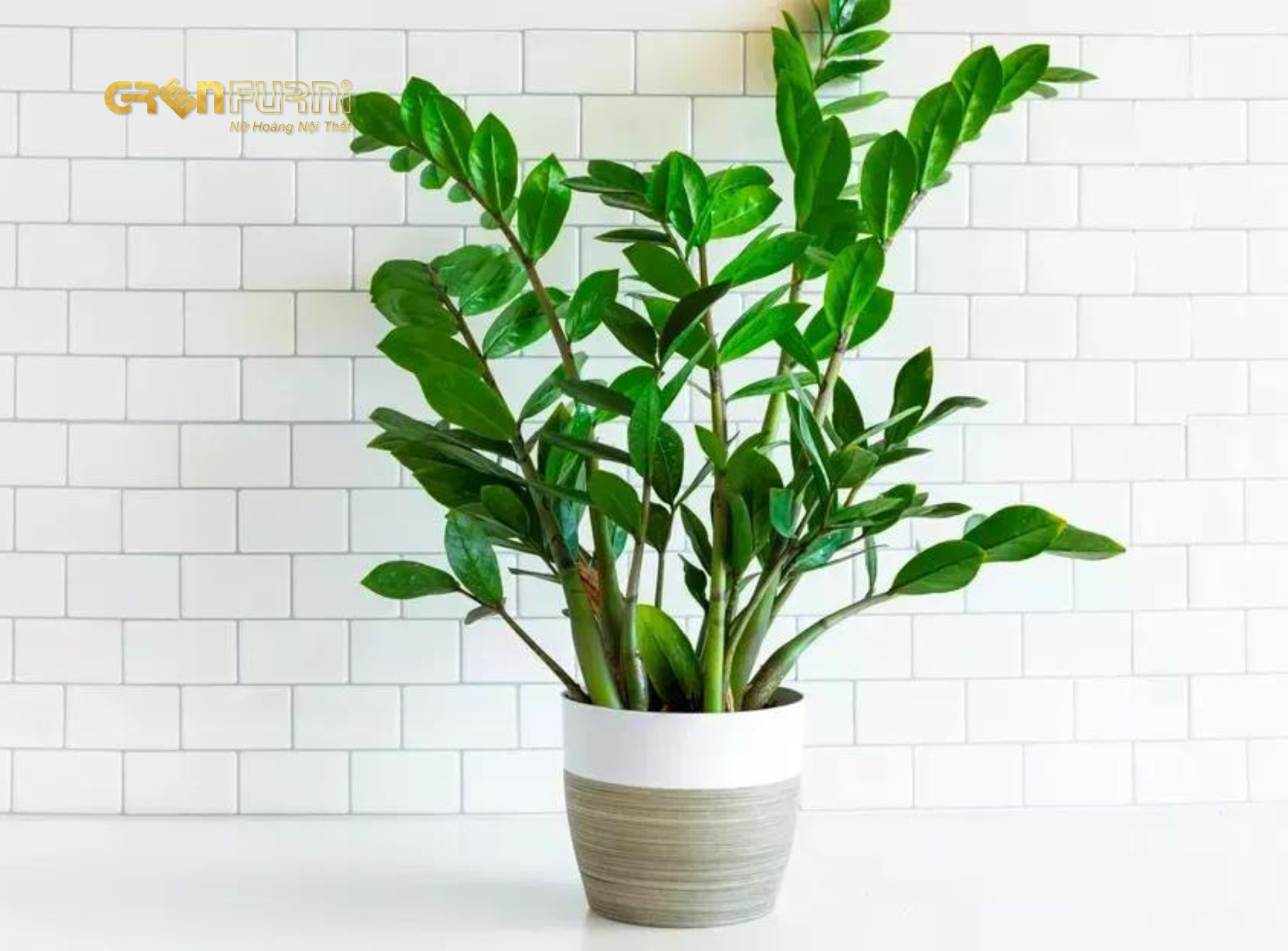 Biến Phòng Ngủ Thành Ốc Đảo Xanh Mát - Lựa Chọn Cây Phong Thủy Phù Hợp 16 27