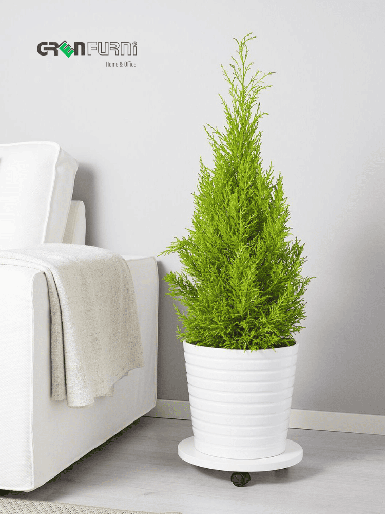 KHƠI DẬY NĂNG LƯỢNG TƯƠI MỚI VỚI CÂY CẢNH NỘI THẤT: HƯỚNG DẪN CHỌN VÀ CHĂM SÓC 4 cây cảnh