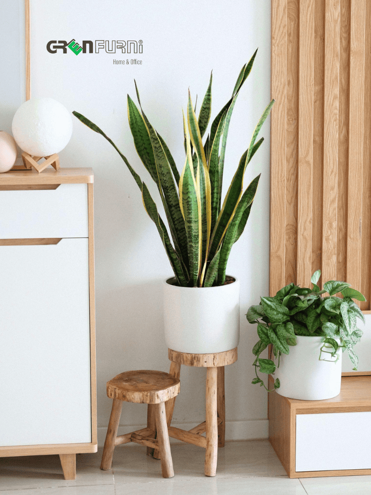 KHƠI DẬY NĂNG LƯỢNG TƯƠI MỚI VỚI CÂY CẢNH NỘI THẤT: HƯỚNG DẪN CHỌN VÀ CHĂM SÓC 6 cây cảnh