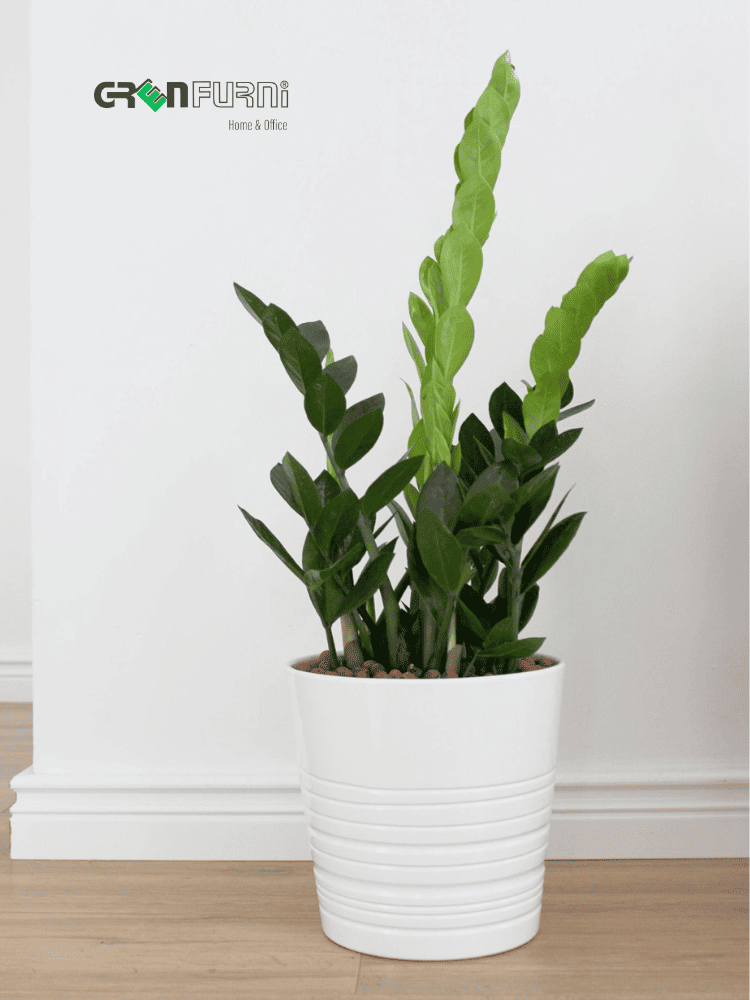 KHƠI DẬY NĂNG LƯỢNG TƯƠI MỚI VỚI CÂY CẢNH NỘI THẤT: HƯỚNG DẪN CHỌN VÀ CHĂM SÓC 10 cây cảnh