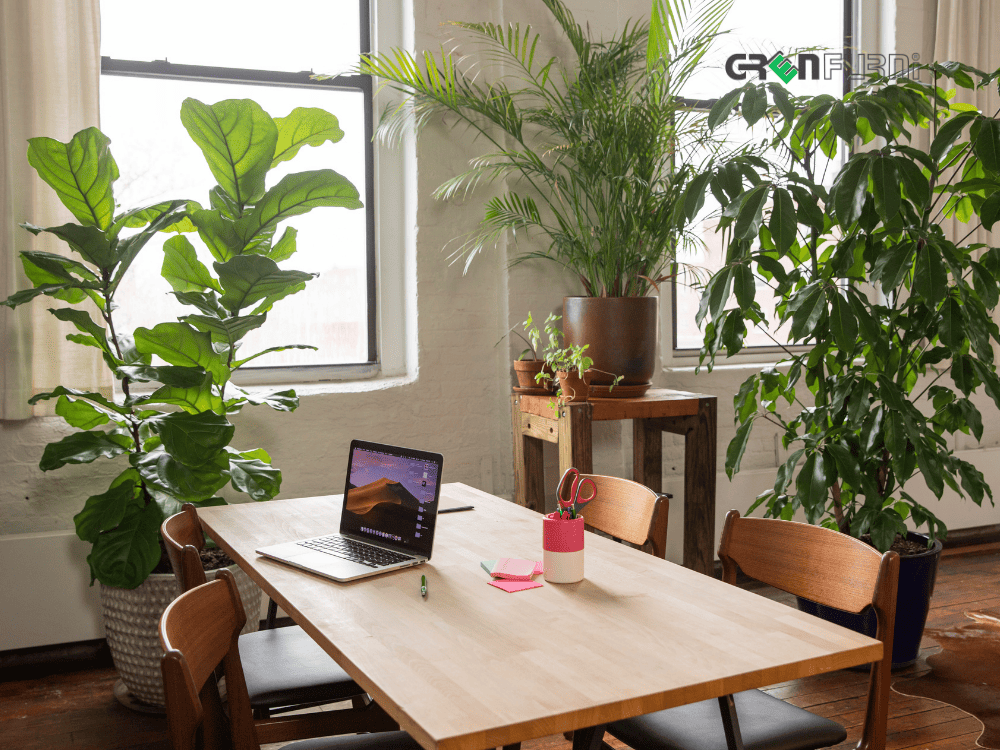 KHƠI DẬY NĂNG LƯỢNG TƯƠI MỚI VỚI CÂY CẢNH NỘI THẤT: HƯỚNG DẪN CHỌN VÀ CHĂM SÓC 8 cây cảnh