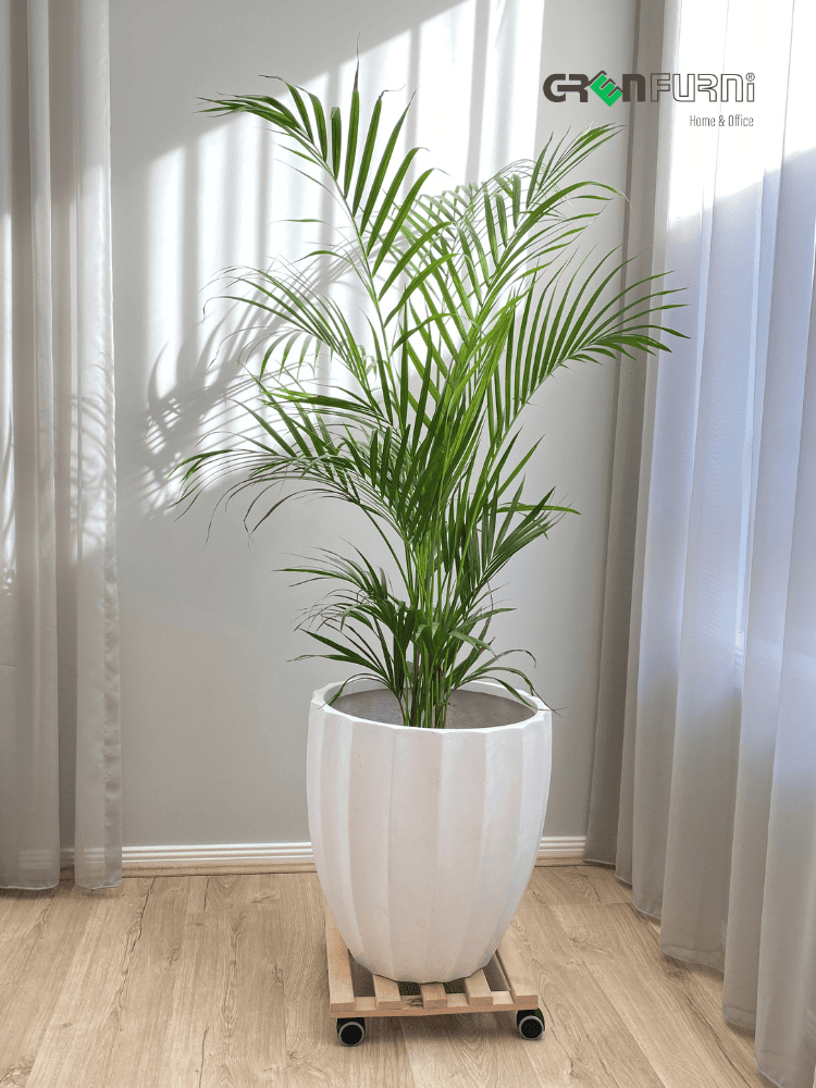 KHƠI DẬY NĂNG LƯỢNG TƯƠI MỚI VỚI CÂY CẢNH NỘI THẤT: HƯỚNG DẪN CHỌN VÀ CHĂM SÓC 5 cây cảnh